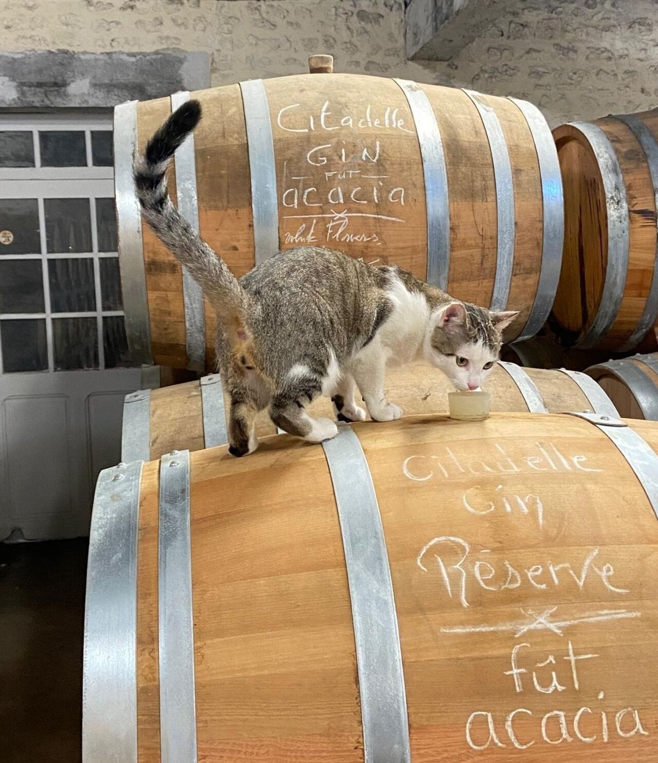 Les chats de distillerie, de chasseurs à mascottes