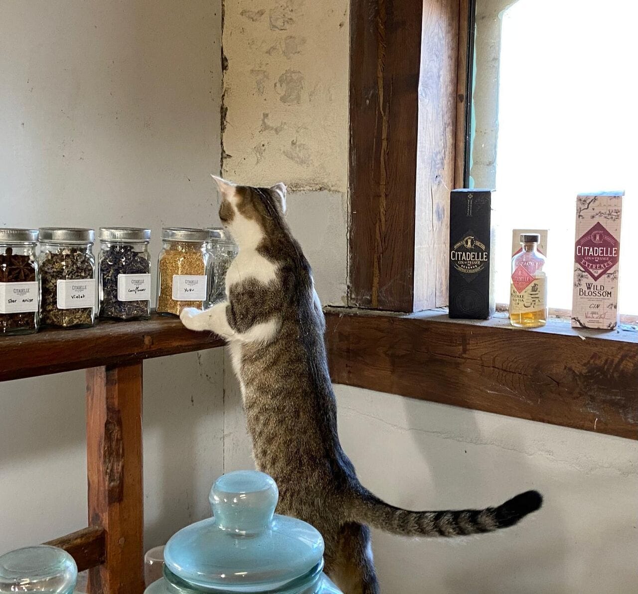 Les chats de distillerie, de chasseurs à mascottes
