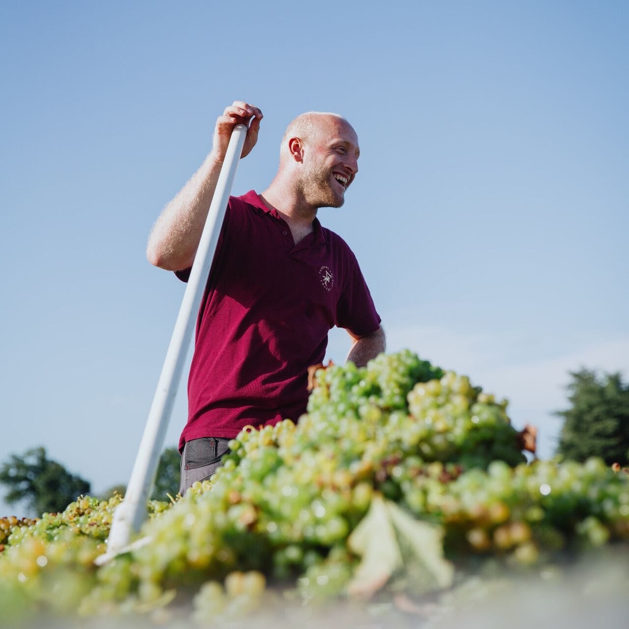 Vendanges 2025 : un millésime solaire !
