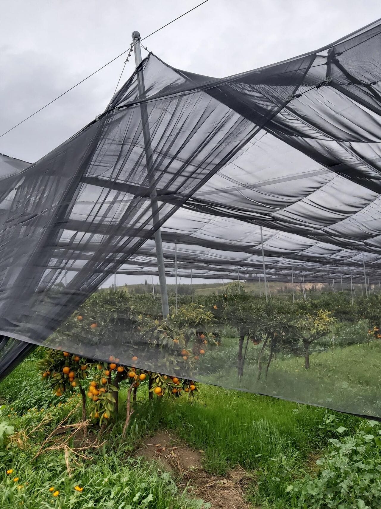 L'art délicat de la distillation du yuzu