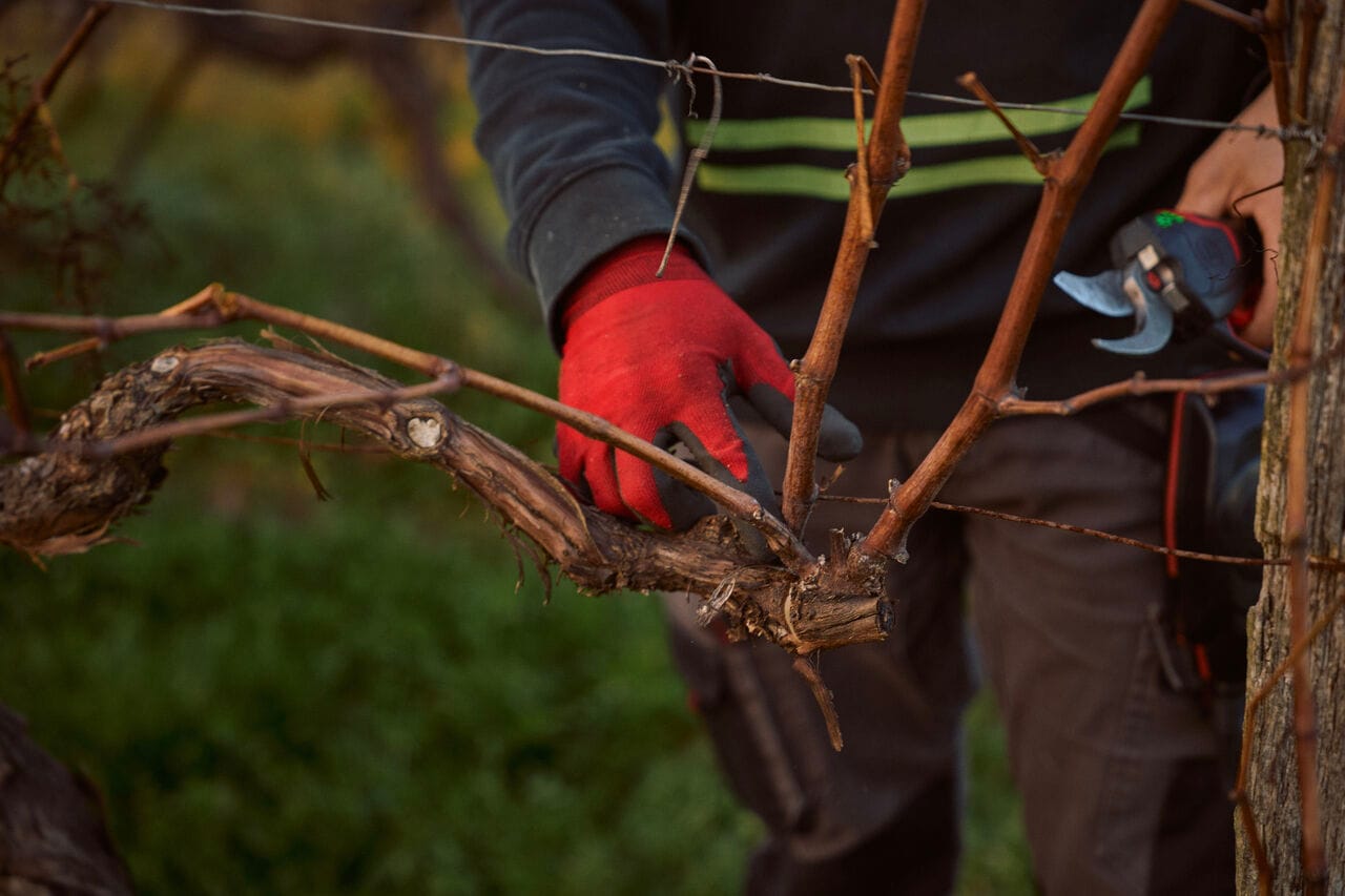 L’hiver dans les vignes, un travail de l’ombre crucial