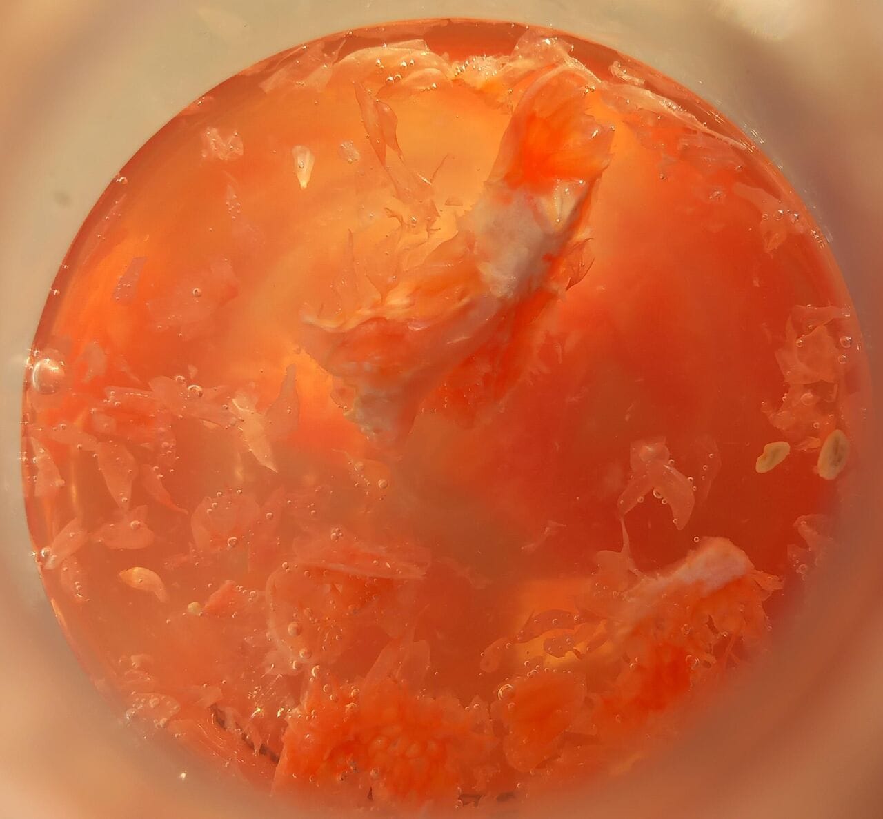 Dans le laboratoire fou de Maison Ferrand !