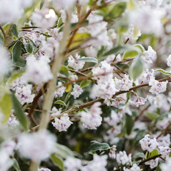 L'art délicat de la distillation du jasmin à Bonbonnet