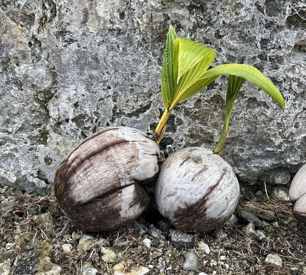 La pépinière de cocotiers à Kendal