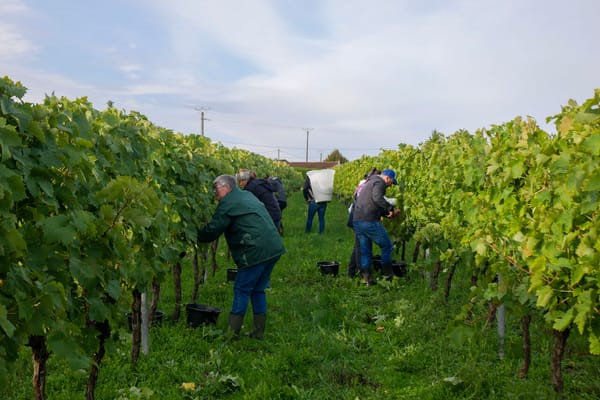 L’élaboration d’un cognac, sans compromis !